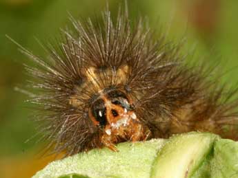  Chenille de Spilosoma urticae Esp. - �Daniel Morel