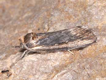 Epimecia ustula Frr adulte - �Philippe Mothiron