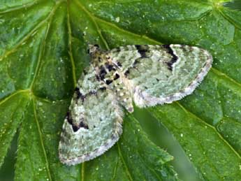 Chloroclystis v-ata Hw. adulte - �Daniel Morel