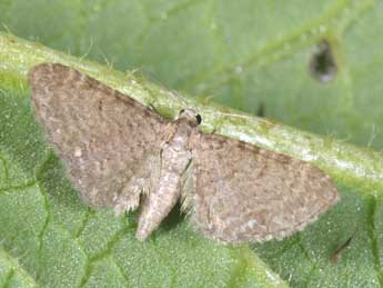 Eupithecia valerianata Hb. adulte - �Philippe Mothiron