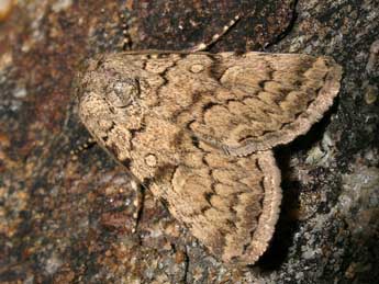 Dichagyris vallesiaca Bsdv. adulte - �Jean-Pierre Lamoline