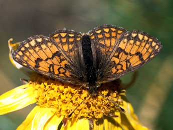 Melitaea varia H.-S. adulte - �Tristan Lafranchis