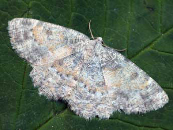 Charissa variegata Dup. adulte - �Daniel Morel