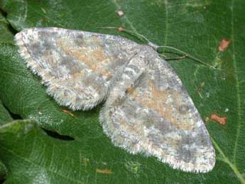 Charissa variegata Dup. adulte - �Philippe Mothiron