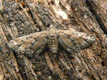 Eupithecia variostrigata Alph. adulte - �Olivier Pineau