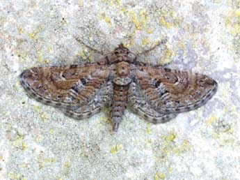 Eupithecia variostrigata Alph. adulte - �Lionel Taurand