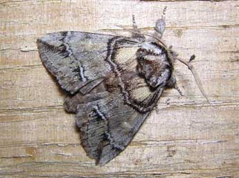 Drymonia velitaris Hfn. adulte - �Denis Vandromme