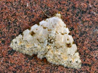 Metachrostis velox Hb. adulte - �Daniel Morel