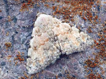 Metachrostis velox Hb. adulte - �Daniel Morel