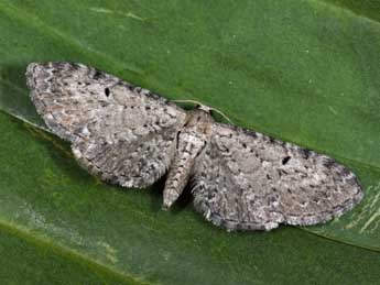 Eupithecia veratraria Grasl. adulte - �Philippe Mothiron