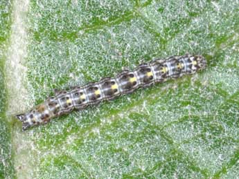  Chenille de Cucullia verbasci L. - �Philippe Mothiron