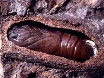  Chrysalide de Neoharpyia verbasci F. - �Serge Wambeke