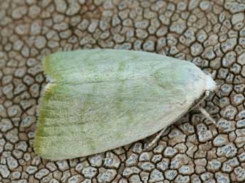 Earias vernana F. adulte - �Daniel Morel