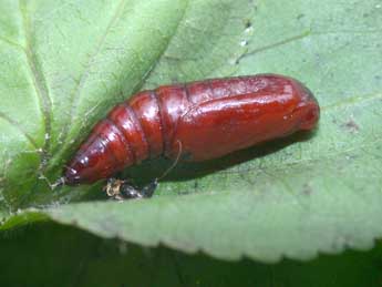  Chrysalide de Philereme vetulata D. & S. - �Philippe Mothiron