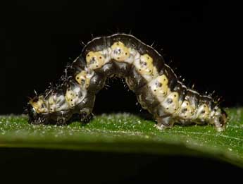  Chenille de Philereme vetulata D. & S. - �Claire Hodd�