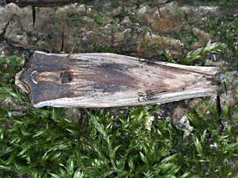 Xylena vetusta Hb. adulte - �Christian Frund