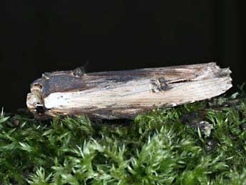 Xylena vetusta Hb. adulte - �Christian Frund