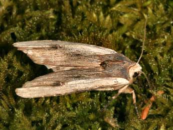 Xylena vetusta Hb. adulte - �Daniel Morel