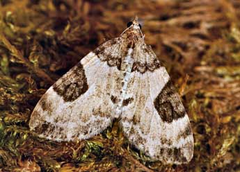 Thera vetustata D. & S. adulte - �Daniel Morel