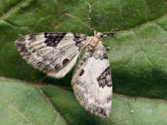 Thera vetustata D. & S. adulte - �Daniel Morel