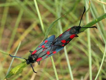 Zygaena viciae D. & S. adulte - �Daniel Morel