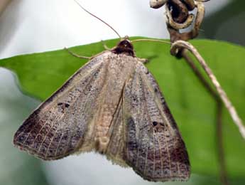 Lygephila viciae Hb. adulte - �Daniel Morel