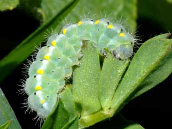  Chenille de Zygaena viciae D. & S. - �Fran�ois Spill