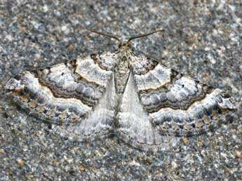 Scotopteryx vicinaria Dup. adulte - �Daniel Morel