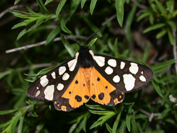 Arctia villica L. adulte - �Philippe Mothiron