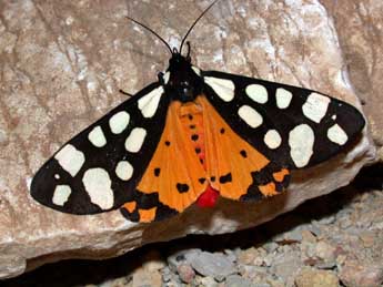 Arctia villica L. adulte - �Philippe Mothiron