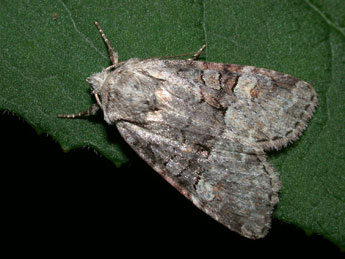 Brachylomia viminalis F. adulte - �Philippe Mothiron