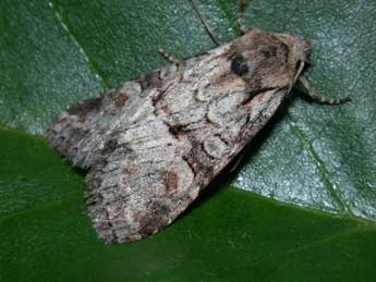 Brachylomia viminalis F. adulte - �Philippe Mothiron