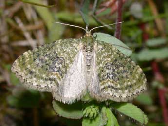 Acasis viretata Hb. adulte - �Philippe Mothiron