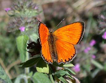 Lycaena virgaureae L. adulte - �Philippe Mothiron