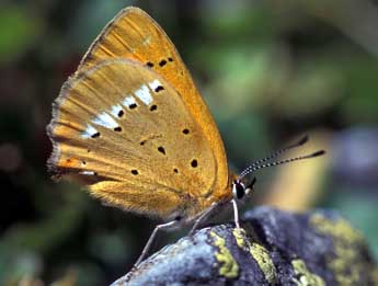 Lycaena virgaureae L. adulte - �Tristan Lafranchis
