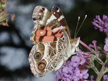 Vanessa virginiensis Drury adulte - �Eugene Karolinskiy