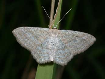 Scopula virgulata D. & S. adulte - �Philippe Mothiron
