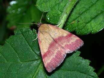 Phytometra viridaria Cl. adulte - �Philippe Mothiron