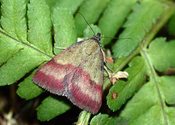 Phytometra viridaria Cl. adulte - �Philippe Mothiron