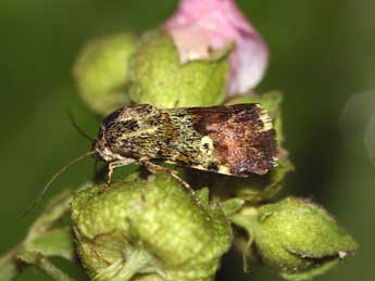 Emmelia viridisquama Gn. adulte - �Gr�gory Guicherd