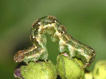  Chenille de Emmelia viridisquama Gn. - �Gr�gory Guicherd