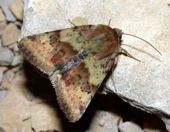 Heliothis viriplaca Hfn. adulte - �Philippe Mothiron