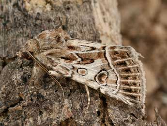 Thalpophila matura Hfn. adulte - �Daniel Morel