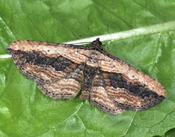 Horisme vitalbata D. & S. adulte - �Philippe Mothiron