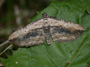 Horisme vitalbata D. & S. adulte - �Philippe Mothiron