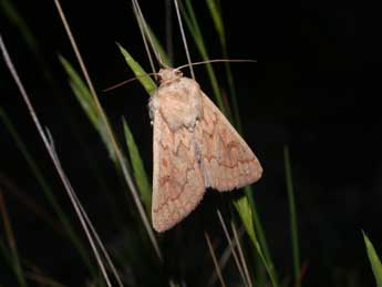 Mythimna vitellina Hb. adulte - �Philippe Mothiron