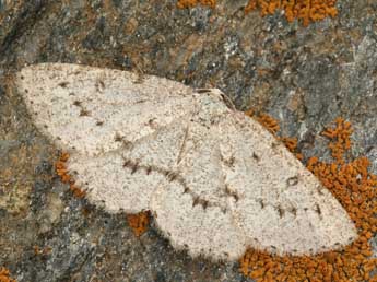 Yezognophos vittaria Thnbg adulte - �Daniel Morel