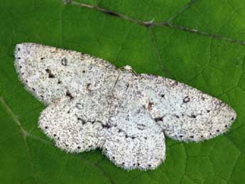 Yezognophos vittaria Thnbg adulte - �Daniel Morel