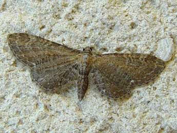 Eupithecia vulgata Hw. adulte - �Jean-Paul Quinette