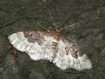 Idaea rusticata D. & S. adulte - �Philippe Mothiron